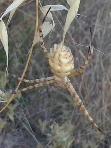 L'ARGIOPE LOBATA