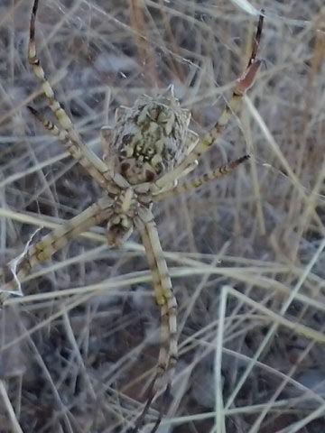 L'ARGIOPE LOBATA