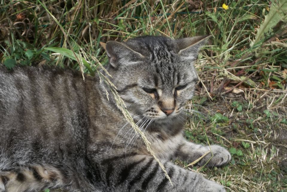 Animaux et Nature