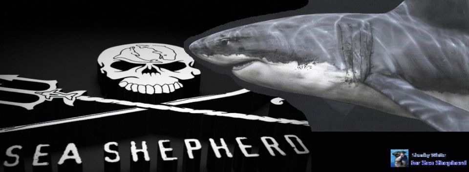 Sharkrequiem : Les requins