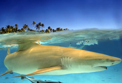 requin citron polynesie.jpg