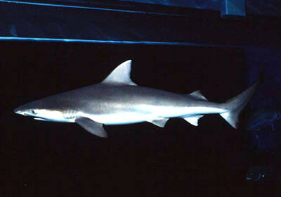 Carcharhinus_amblyrhynchoides.jpg