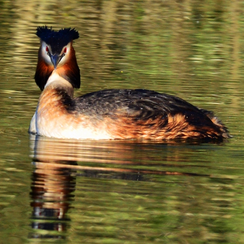 grebe-huppé8.jpg