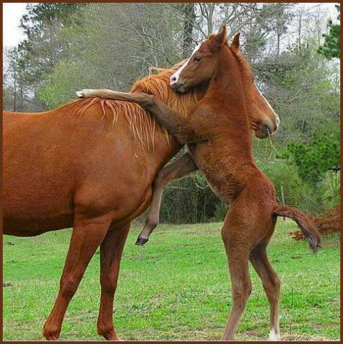 belle photo animaux chevaux.jpg