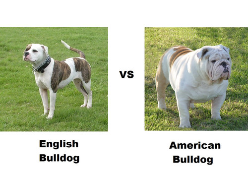 ENGLISH-BULLDOG-VS.-AMERICAN-BULLDOG..jpg