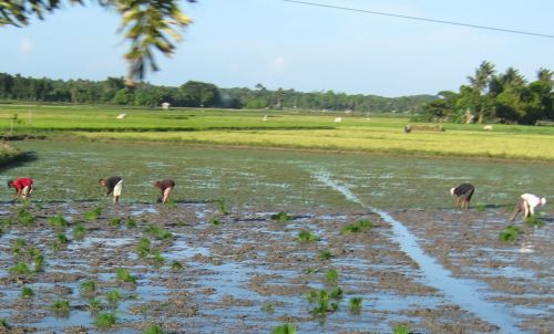 Les femmes au travail dans les rizières
