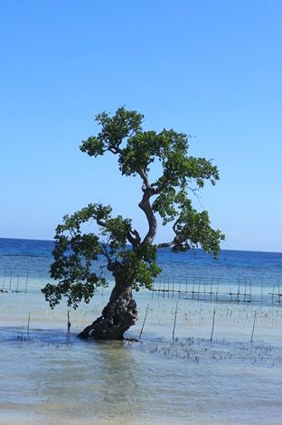 un arbre dans l eaum un peu excentre de la mangrove