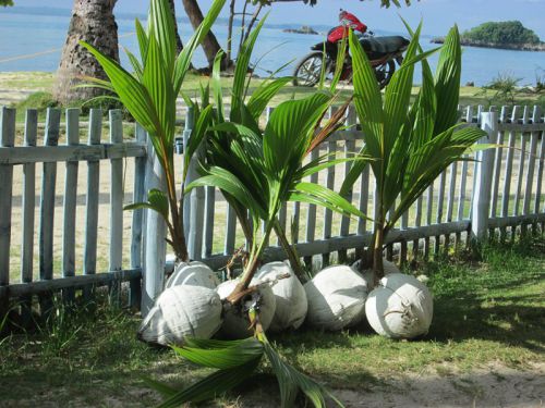 Des cocotiers à planter
