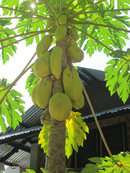 Fruit : la papaye