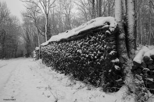 Piles de bois pour l'hiver