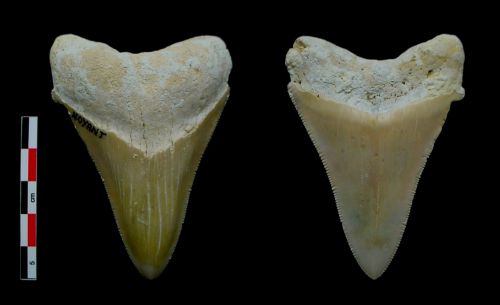 Dent de Megaselachus megalodon.