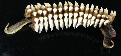 Dents de Cetorhinus maximus.
