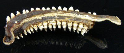 Dents de Cetorhinus maximus.