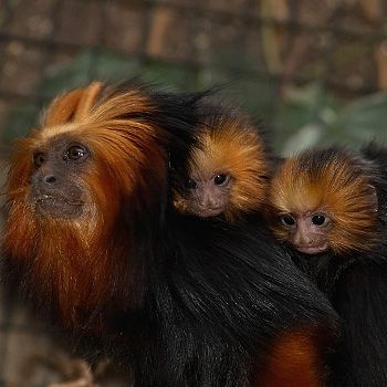 tamarin lion