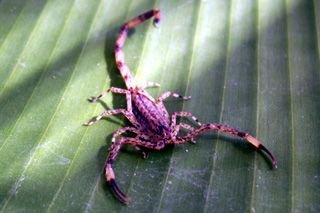 scorpion violet de la Réunion