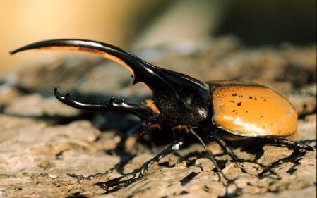 dynastes hercules morishimai