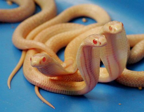 Cobra albinos