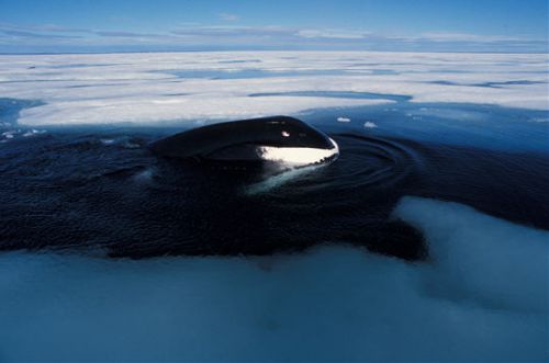 baleine du Groenland