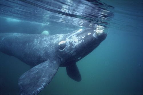 Southern Right Whale