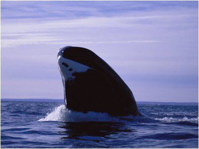 baleine du Groënland