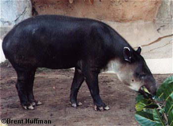 Tapir de Baird