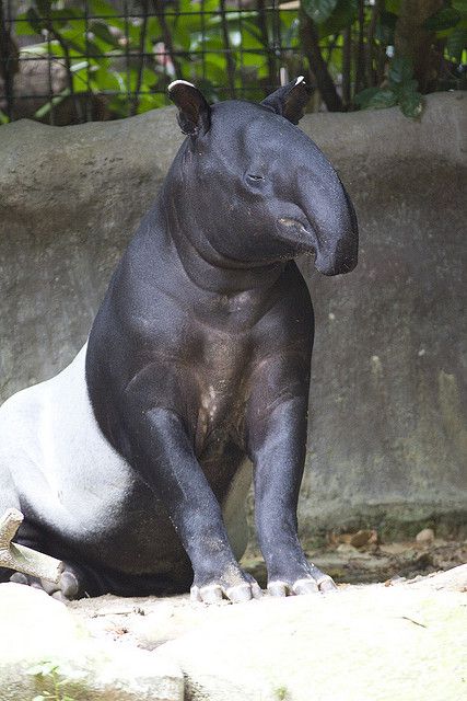 Tapir noir