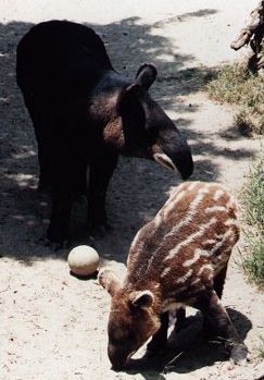 tapir des Andes