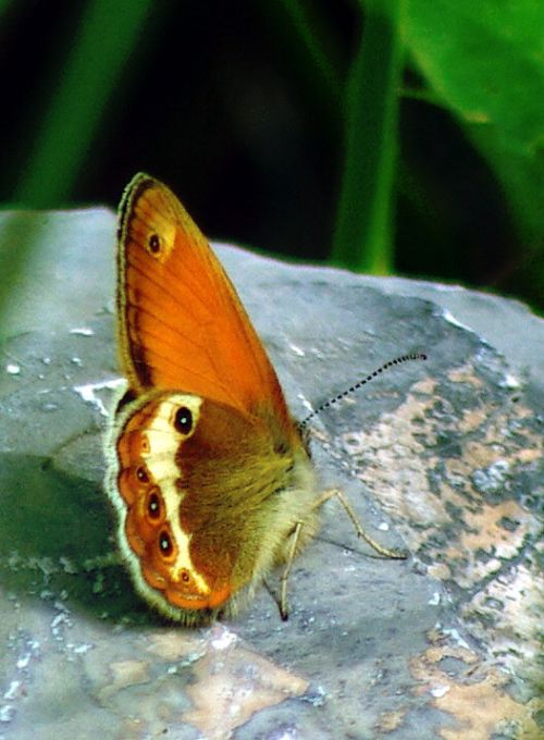 Papillon dans le Vercors