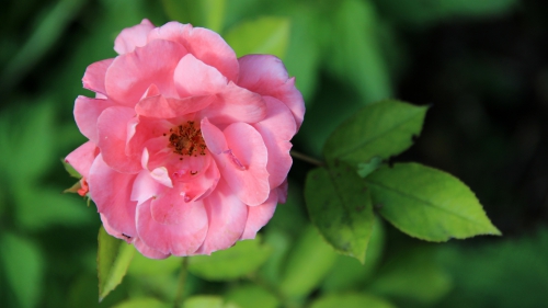 Damask Rose.jpg