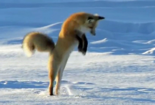 renard.jpg