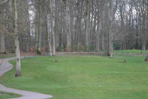 Suivi de près par des cervidés golfeurs ...