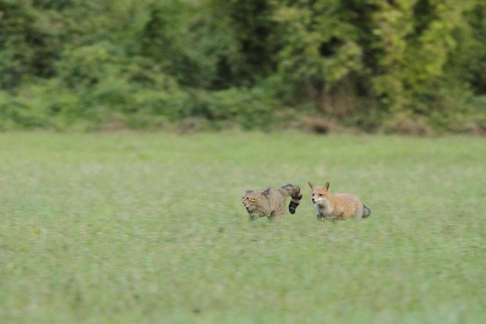 ENTRE  FELINS  ET  FAUNE SAUVAGE