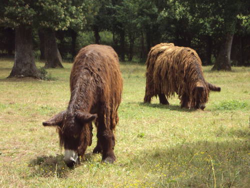 Asinerie baudet Poitou.JPG