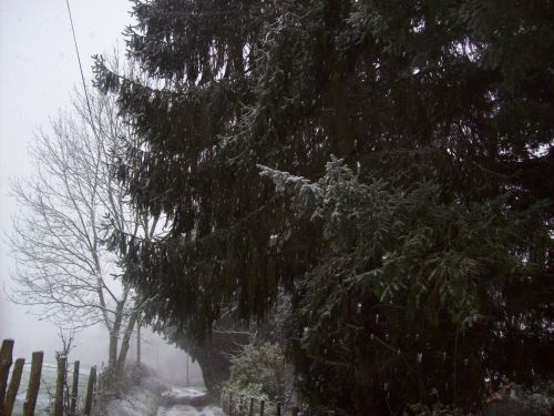 arbres sous la neige