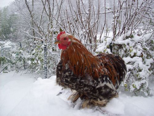 P'tit coq sous la neige