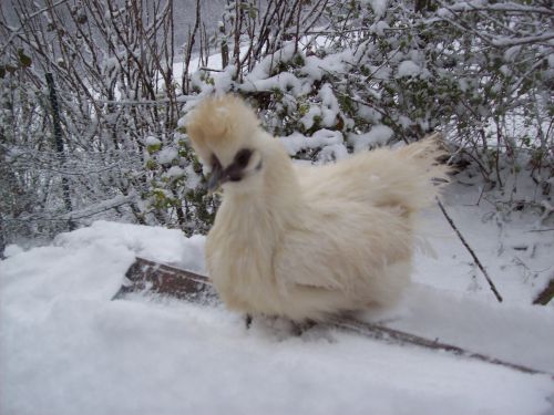 cacahuète sous la neige