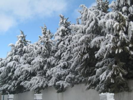 Photos neige du 25 janvier 2013 à Sétif