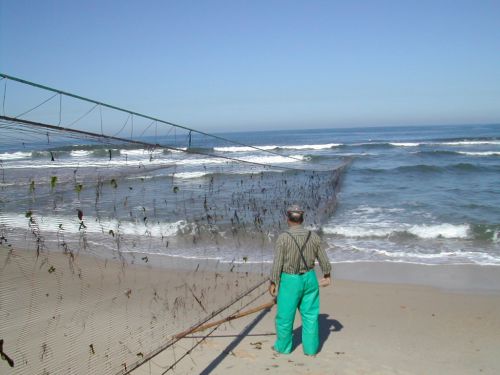 DSCN0695-Filet remontée plage MIRA