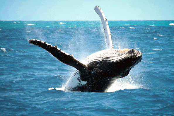 reykjavik-whales.jpg