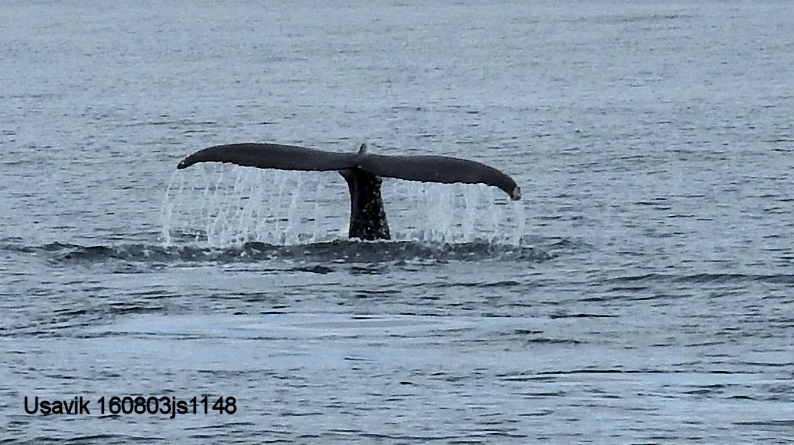 Usavik Baleine 160802js1148.JPG