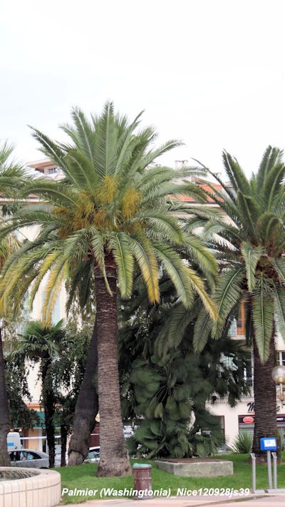 Washingtonia   (Nice)