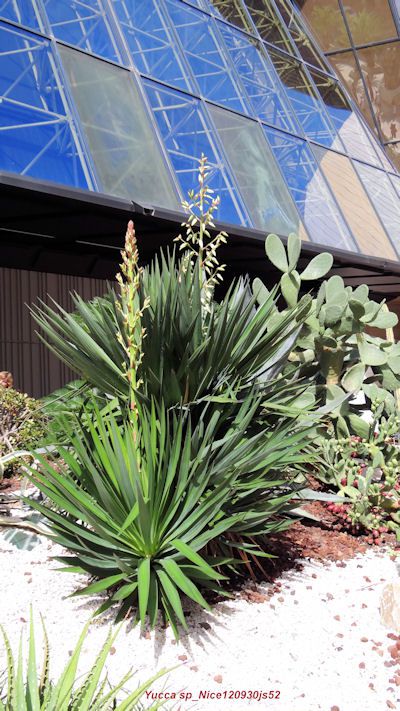 Yucca sp (Nice)