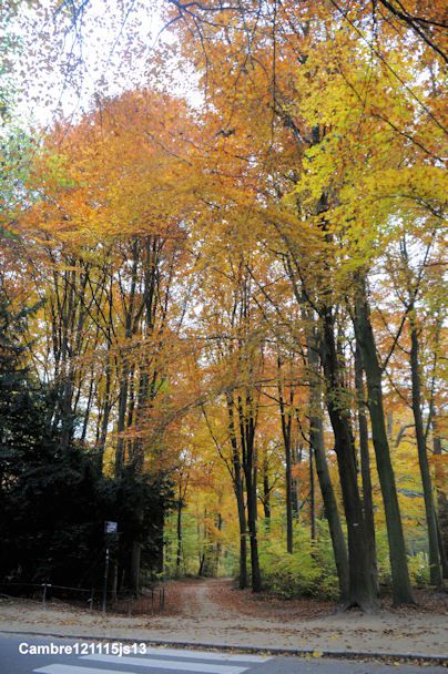 Bois de la Cambre en automne