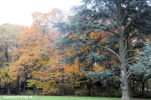 Bois de la Cambre en automne