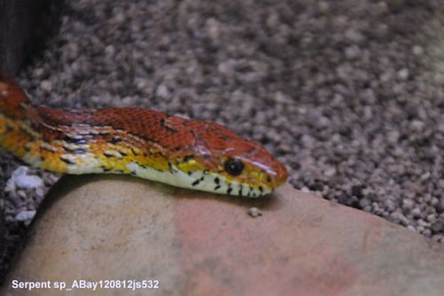 Serpent  sp  (Parc de Alligator Bay)