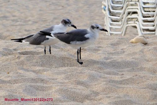 Mouettes (Miami - Fl)