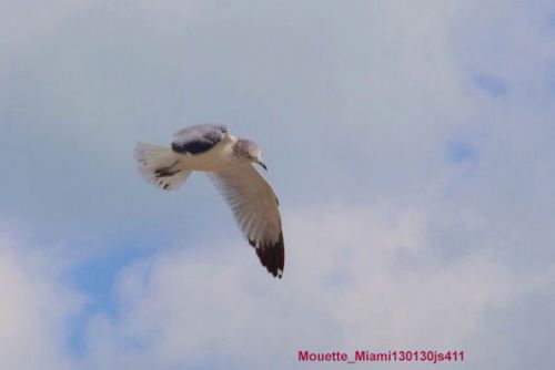 Mouettes (Miami - Fl)