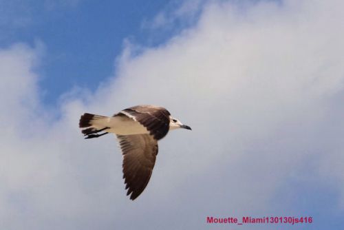 Mouettes (Miami - Fl)