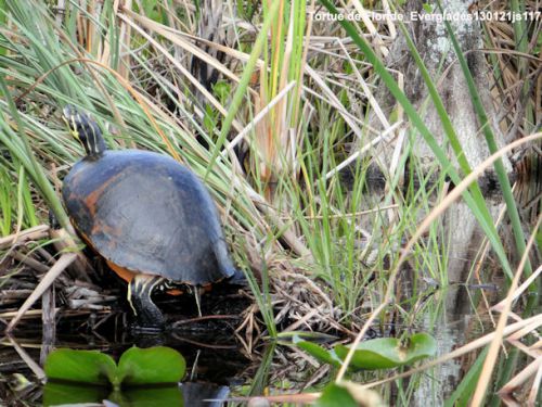 Tortues de Floride (Everglades)