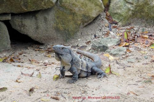 Varan sp  (Mexique)